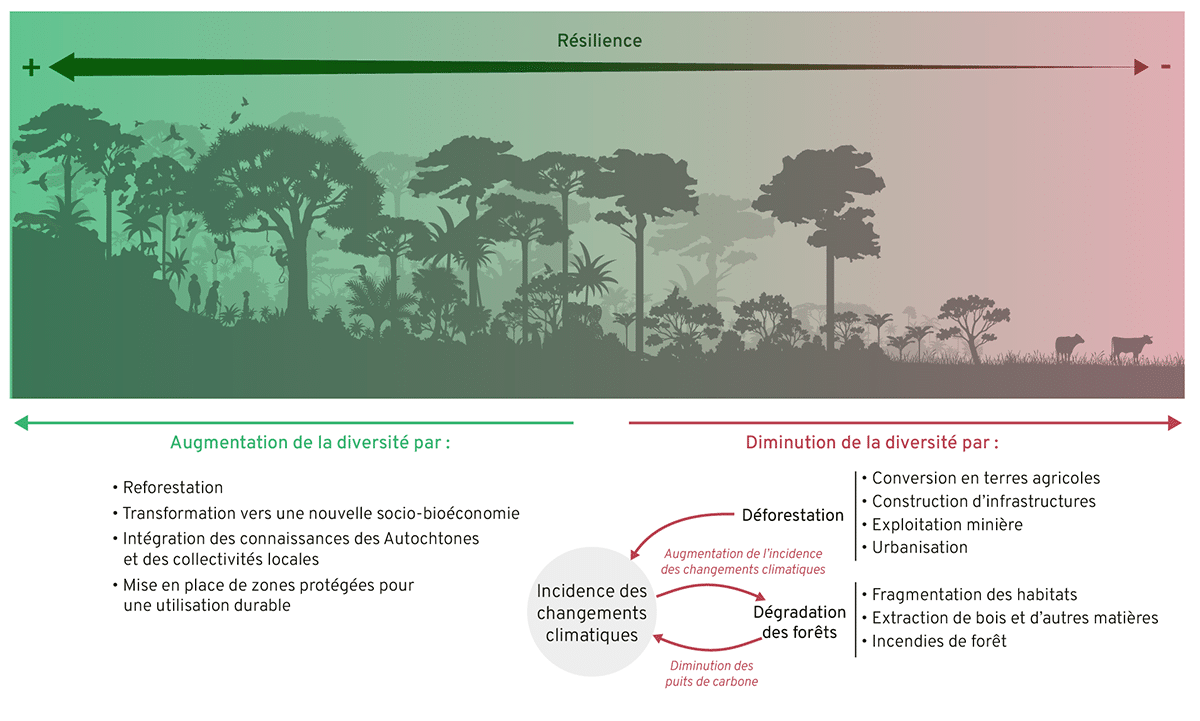 Représentation visuelle de la diversité biologique et culturelle de l’Amazonie qui renforce sa résilience face aux changements climatiques. Voir la légende de la figure pour les détails de l'illustration.