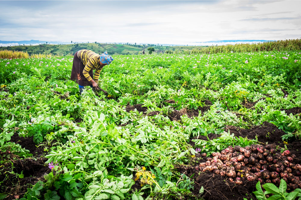 Smallholder potato farmer harvesting in Kenya