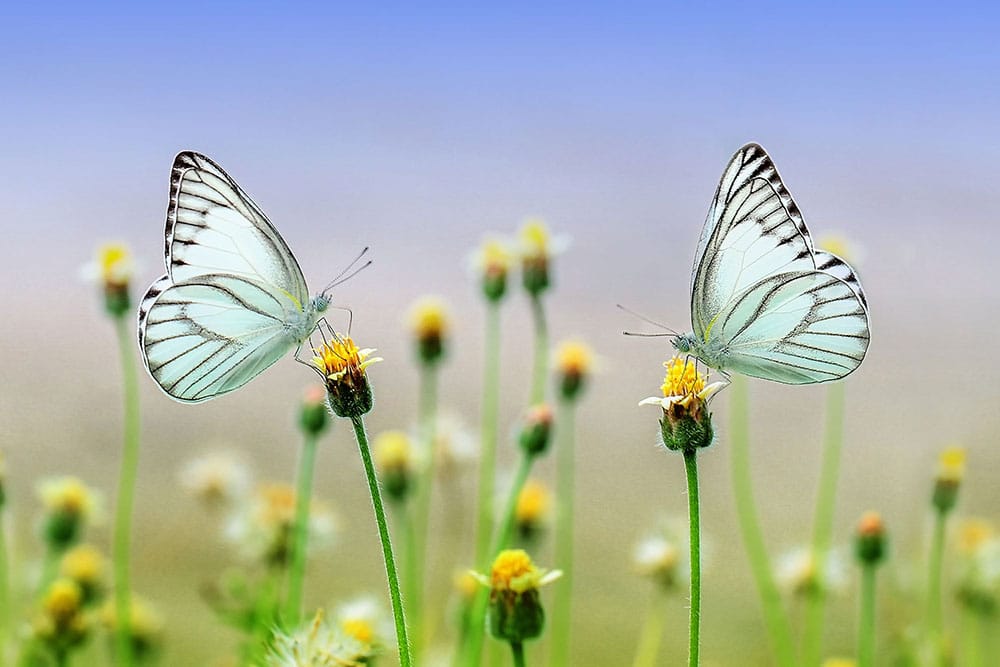 Two butterflies with light teal and black wings sit on yellow flowers facing each other. Field of yellow flowers in the background.