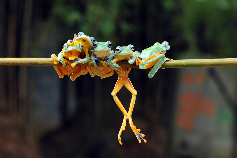 Five green frogs hang on a bamboo pole and each other