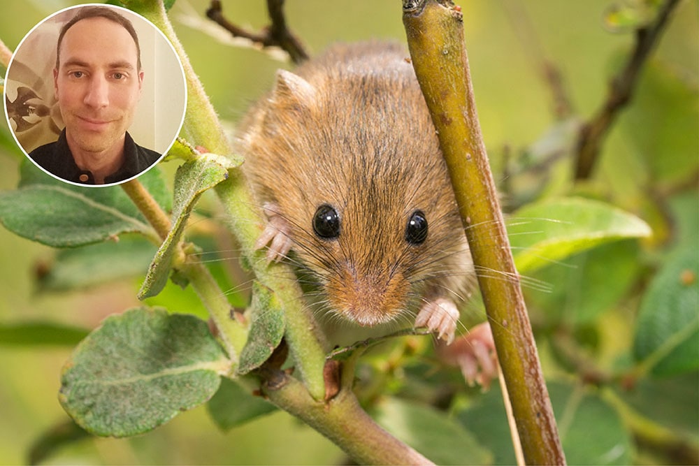 Headshot of Jordan Rosencranz in a circle over the top of an image of a tiny brown saltmarsh mouse sitting on a plant stalk staring into the camera lens.