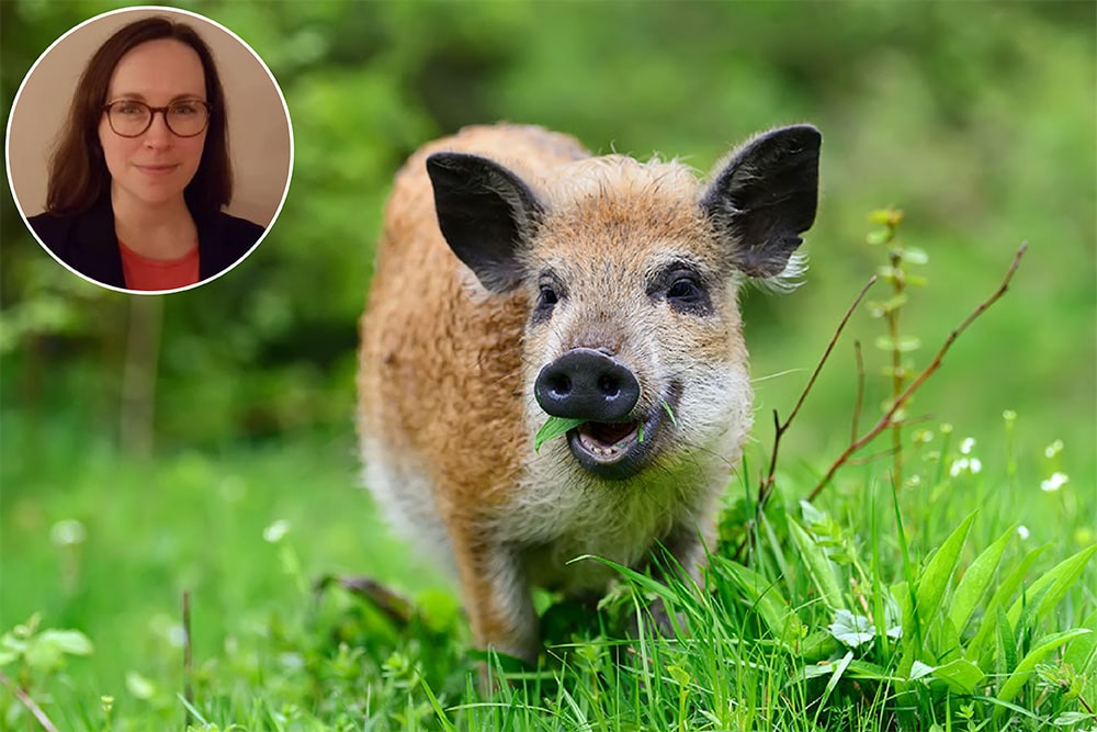 Headshot of Jennifer Garard in a circle over the top of an image of a cute, light brown wild pig that looks like its smiling, standing in a green field.