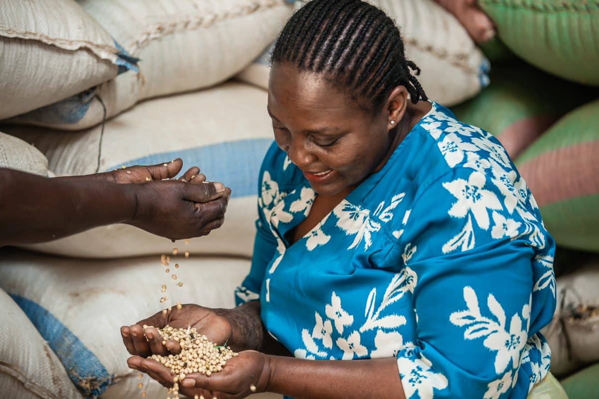 Sarah Ngwenya from Kalomo Grain in Zambia holds harvested grains in her hand by Kalichi Pictures