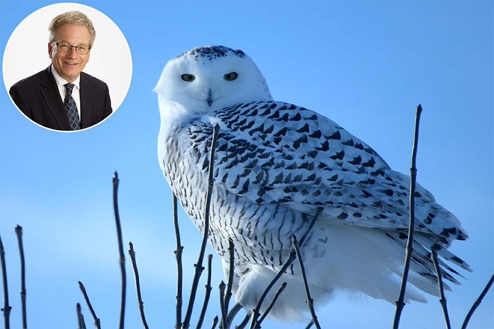 Headshot of Rémi Quirion in a circle over the top of an image of a majestic snow owl sitting high in a tree looking at the camera with blue sky in the background.