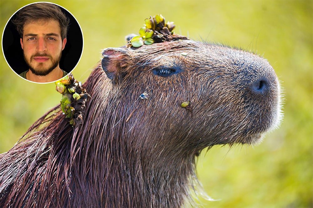 Headshot of Santiago Ramirez in a cirle over the top of an image of capybara wet from swimming with tiny plants in its fur.