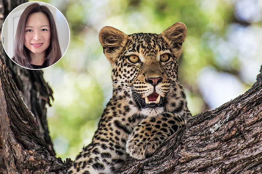 Headshot of Wendy Kuo in a circle over the top of an image of a jaguar relaxing on a tree branch with a smile on its face.
